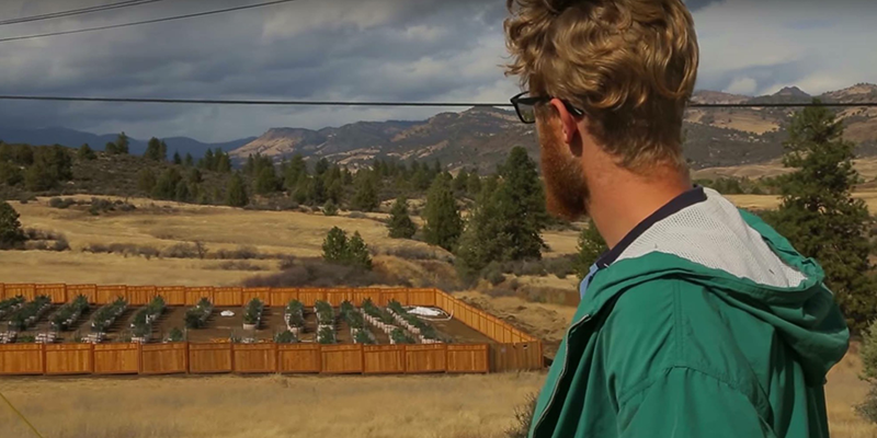 Christian looks down at his outdoor cannibis farm