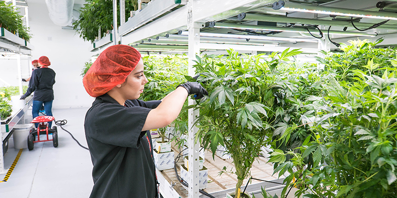 Inside the Sun Valley Cultivation Center a worker trims the leaves of a cannibis plant