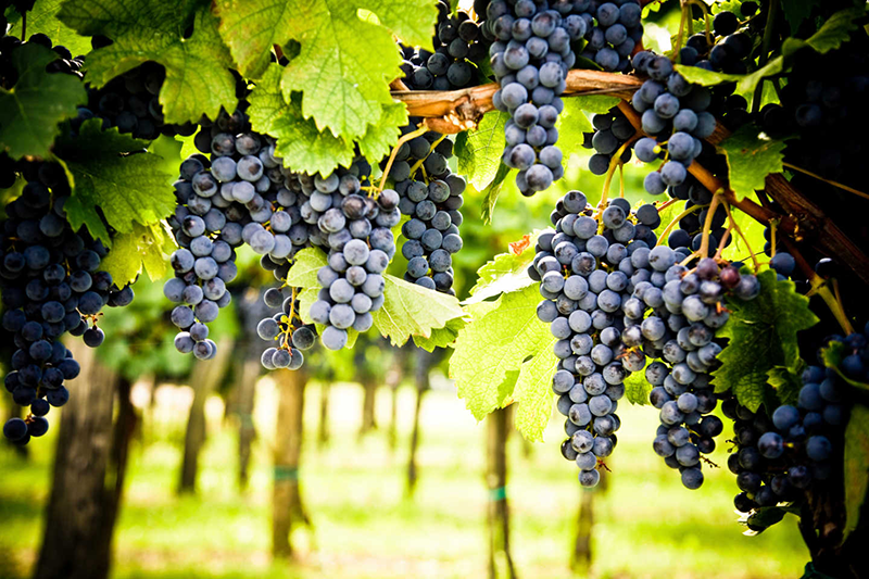 Grapes on the vine at Givich Vineyards in Napa, CA