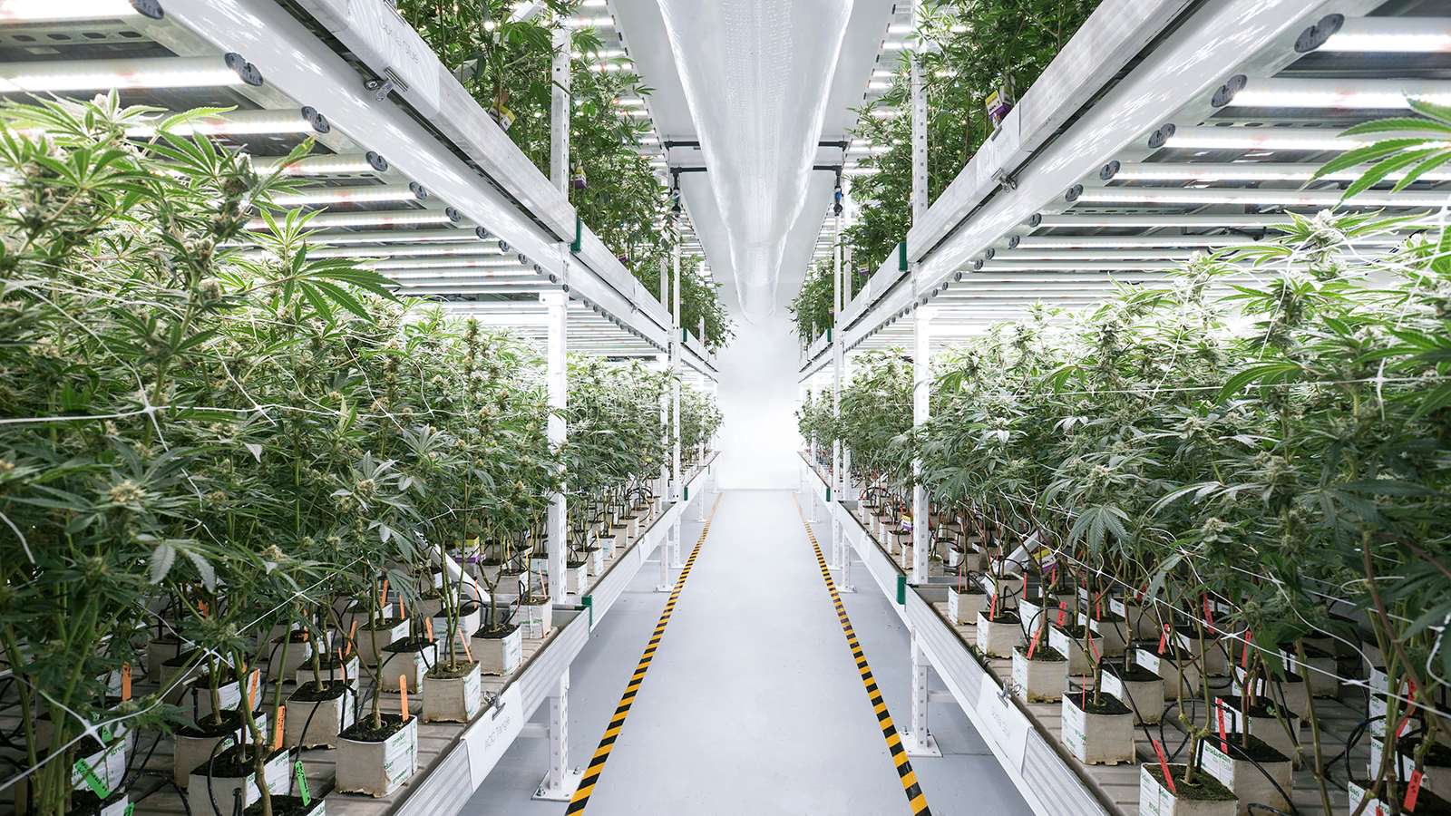 Inside a grow room, a walkway surrounded by marijuana plants